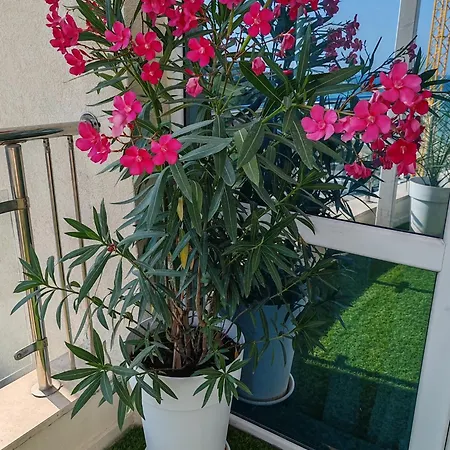 Kabakum Sea Romantica Daire *