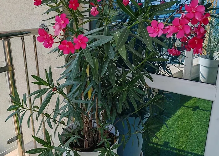 Kabakum Sea Romantica Apartman *